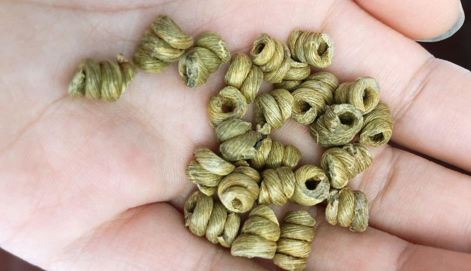 铁皮石斛的黄金疗程：吃多久才有效果？